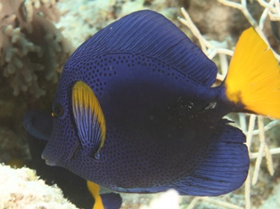 Zebrasoma xanthurum